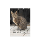 にゃんにゃん111（個別スタンプ：6）