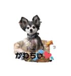 チワワのちぃちゃん♡（個別スタンプ：1）