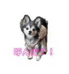 チワワのちぃちゃん♡（個別スタンプ：3）