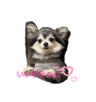 チワワのちぃちゃん♡（個別スタンプ：12）