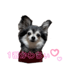 チワワのちぃちゃん♡（個別スタンプ：14）