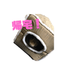れんたま…0608（個別スタンプ：6）