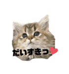 れんたま…0608（個別スタンプ：12）