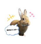 れんたま…0608（個別スタンプ：15）