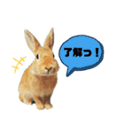 れんたま…0608（個別スタンプ：17）