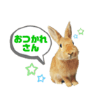 れんたま…0608（個別スタンプ：20）