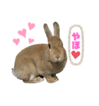 れんたま…0608（個別スタンプ：23）