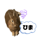 れんたま…0608（個別スタンプ：24）