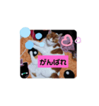 ねこのさんぽ（個別スタンプ：3）