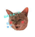 大吉とてんちゃん②（個別スタンプ：6）