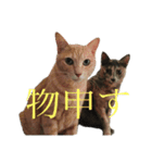 大吉とてんちゃん②（個別スタンプ：7）