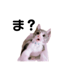 にょったんたんすたんぷ（個別スタンプ：3）