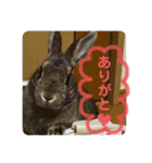 ミニうさぎ♡ココ♡（個別スタンプ：2）