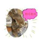 ミニうさぎ♡ココ♡（個別スタンプ：5）