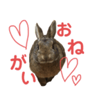 ミニうさぎ♡ココ♡（個別スタンプ：6）