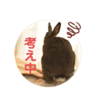 ミニうさぎ♡ココ♡（個別スタンプ：8）