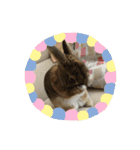 ミニうさぎ♡ココ♡（個別スタンプ：13）