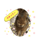 ミニうさぎ♡ココ♡（個別スタンプ：14）