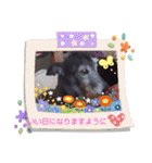 我が家の愛犬  アンジーとトム09（個別スタンプ：1）
