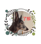 我が家の愛犬  アンジーとトム09（個別スタンプ：2）