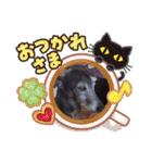 我が家の愛犬  アンジーとトム09（個別スタンプ：8）