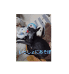 我が家の愛犬  アンジーとトム09（個別スタンプ：10）