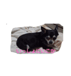 我が家の愛犬  アンジーとトム09（個別スタンプ：11）