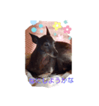 我が家の愛犬  アンジーとトム09（個別スタンプ：12）