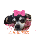 我が家の愛犬  アンジーとトム09（個別スタンプ：13）
