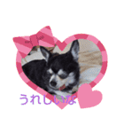 我が家の愛犬  アンジーとトム09（個別スタンプ：14）