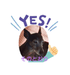 我が家の愛犬  アンジーとトム09（個別スタンプ：15）