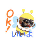 我が家の愛犬  アンジーとトム09（個別スタンプ：23）