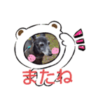 我が家の愛犬  アンジーとトム09（個別スタンプ：24）