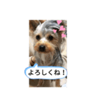 リリースタンプ第二弾（個別スタンプ：5）