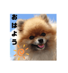 ポメラニアンむーちゃん（個別スタンプ：1）