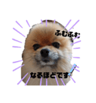 ポメラニアンむーちゃん（個別スタンプ：7）
