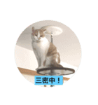 マロコロニャンニャン（個別スタンプ：6）