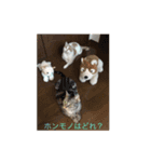 マロコロニャンニャン（個別スタンプ：8）
