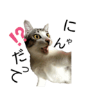 猫の1日！！（個別スタンプ：1）