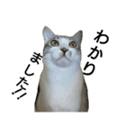 猫の1日！！（個別スタンプ：2）