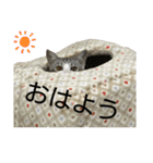 猫の1日！！（個別スタンプ：3）