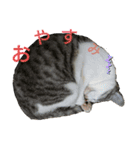 猫の1日！！（個別スタンプ：4）