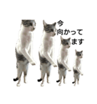猫の1日！！（個別スタンプ：5）