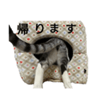 猫の1日！！（個別スタンプ：6）