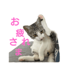 猫の1日！！（個別スタンプ：7）