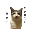 猫の1日！！（個別スタンプ：8）