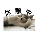 猫の1日！！（個別スタンプ：9）