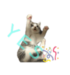 猫の1日！！（個別スタンプ：10）
