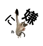 猫の1日！！（個別スタンプ：11）