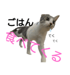 猫の1日！！（個別スタンプ：12）